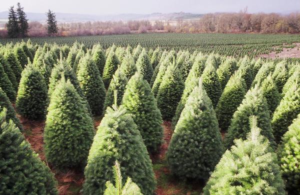 A Visit to Two Oregon Christmas Tree Farms | Kid Reporters